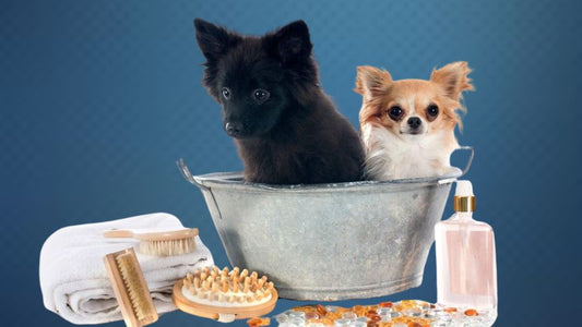 Grooming Essentials: How to Pamper Your Pet at Home
