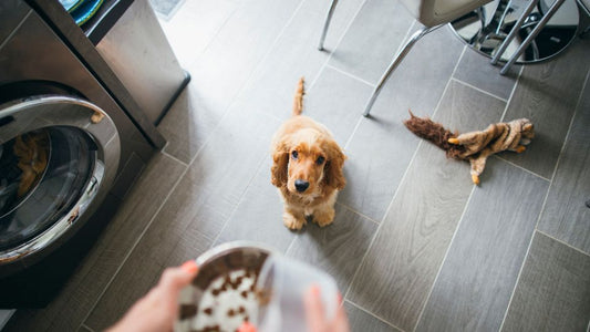 Healthy Treats for Healthy Dogs