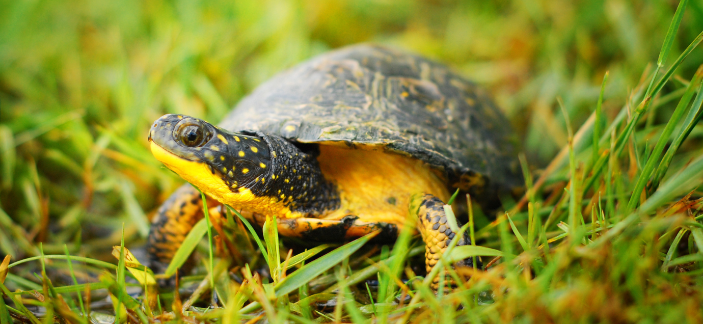 Peta2z Reptile Collection Reptile Supplies Near Me peta2z