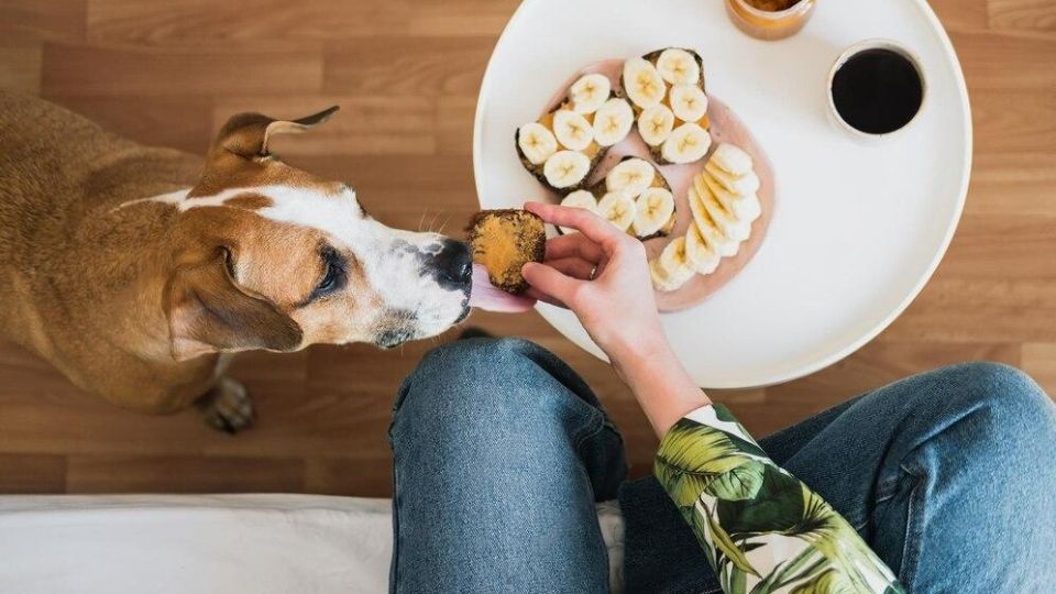 Healthy Treats for Healthy Dogs