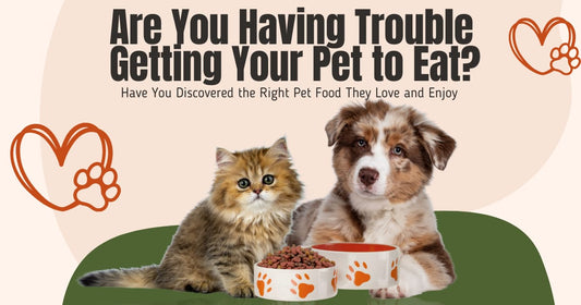 Are You Having Trouble Getting Your Pet to Eat? Have You Discovered the Right Pet Food They Love and Enjoy