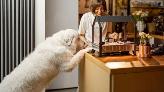 Kickstart the Year with the Best Pet Products for 2025