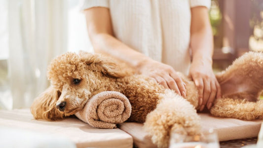 Pawsitively Pampered: Spa Day for Your Pet