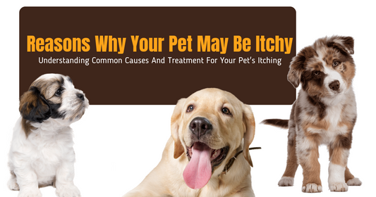 Reasons Why You’re Pet May Be Itchy: Understanding Common Causes and Treatment for Your Pet's Itching peta2z