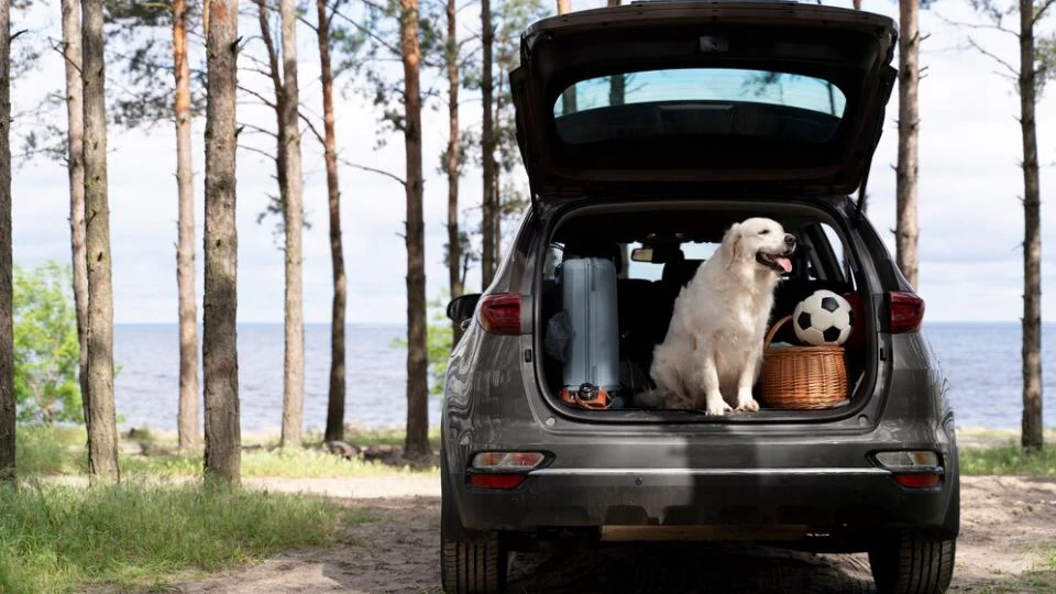 Road Trip Ready: Essential Gear for Pet Travel