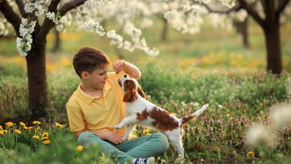Spring Pet Care – A Complete Checklist for Pet Owners