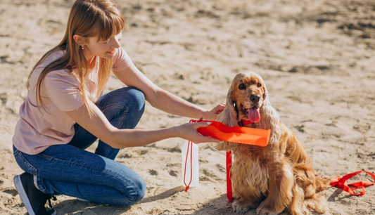 Dog drinking water on a sunny day – summer hydration for pets