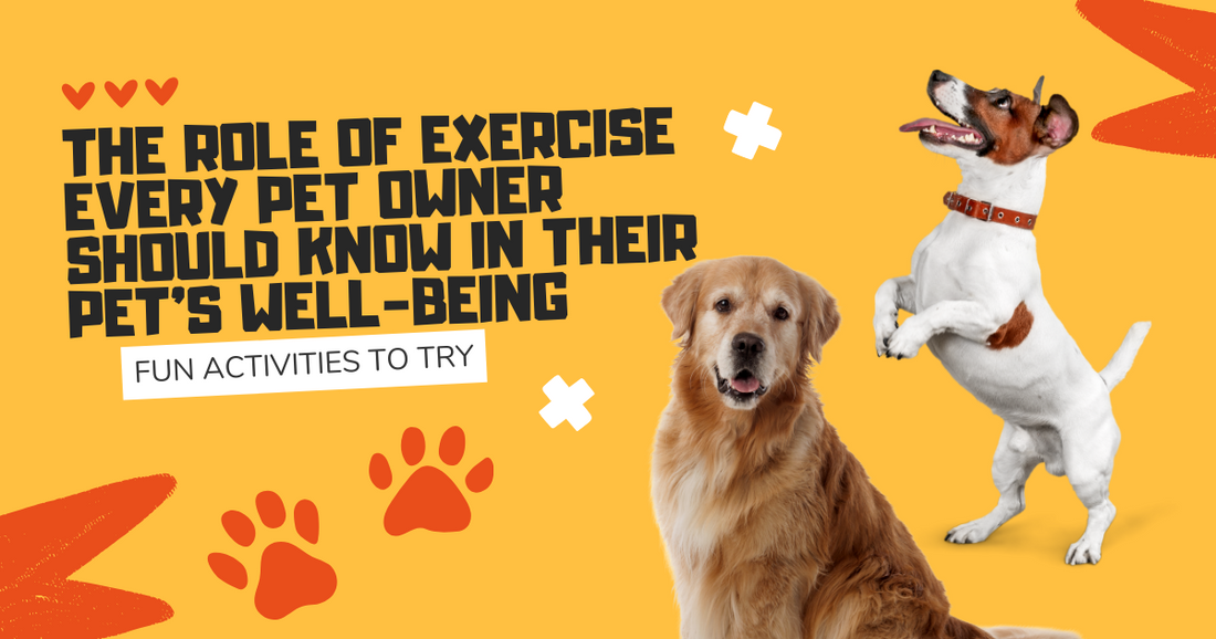 The Role of Exercise Every Pet Owner Should Know in Their Pet's Well-Being: Fun Activities to Try peta2z