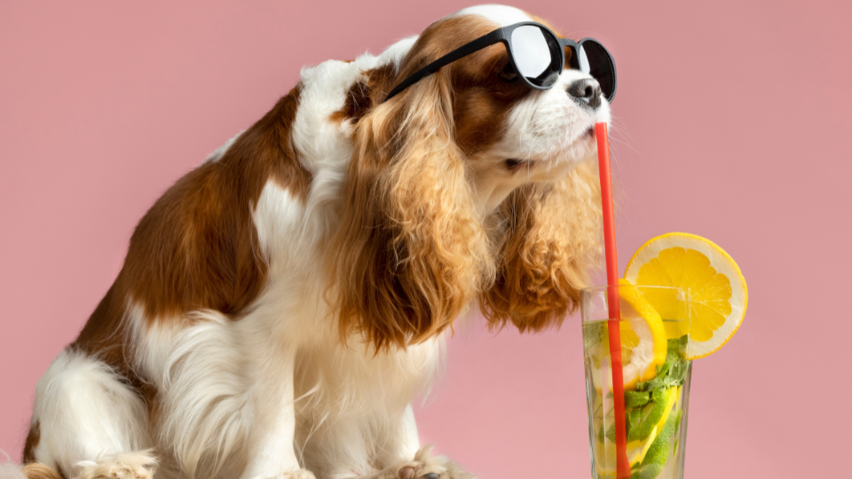 Happy dog playing with a water toy to stay cool during summer
