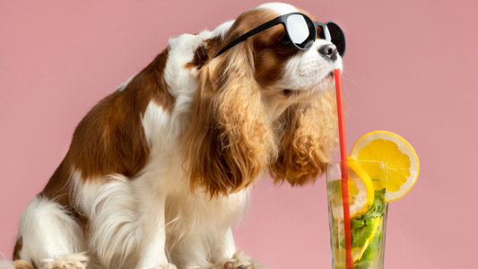 Happy dog playing with a water toy to stay cool during summer