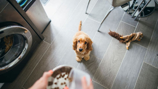 Treat Your Pup: The Best Dog Chews
