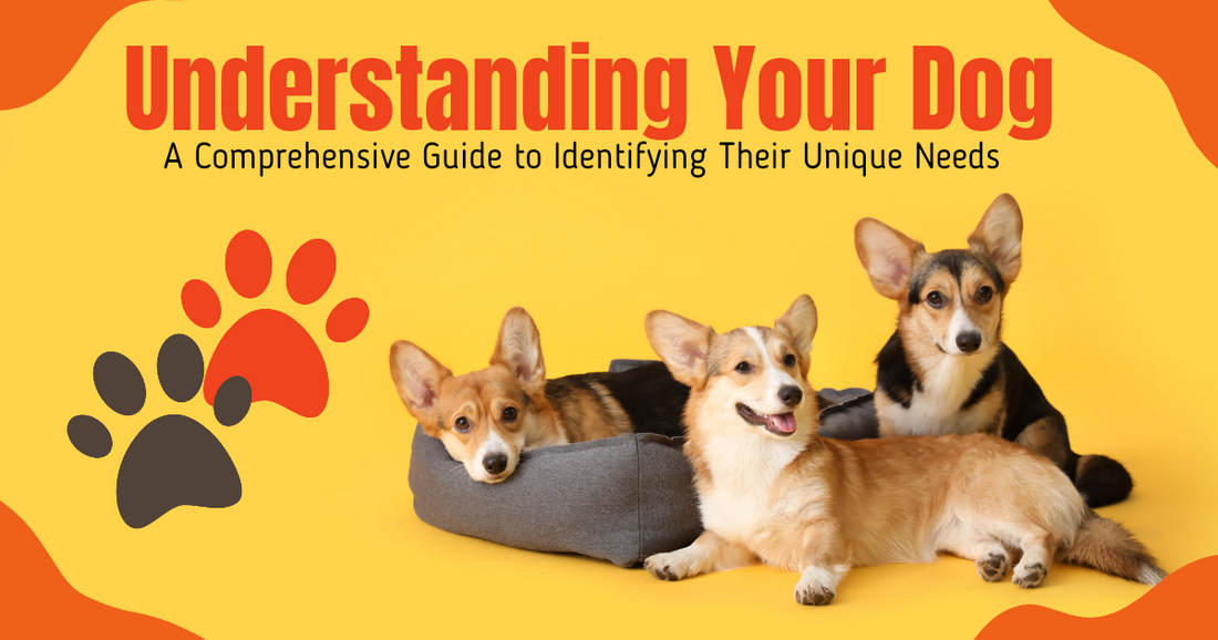 Understanding Your Dog: A Comprehensive Guide to Identifying Their Unique Needs peta2z