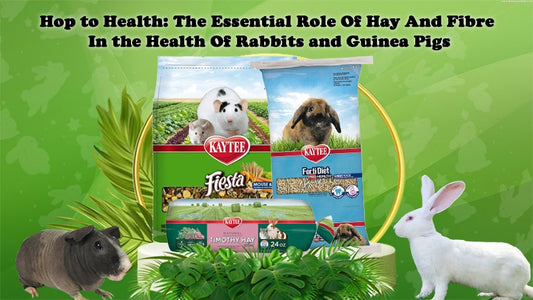 Hop to Health: The Essential Role of Hay and Fibre in the Health of Rabbits and Guinea Pigs