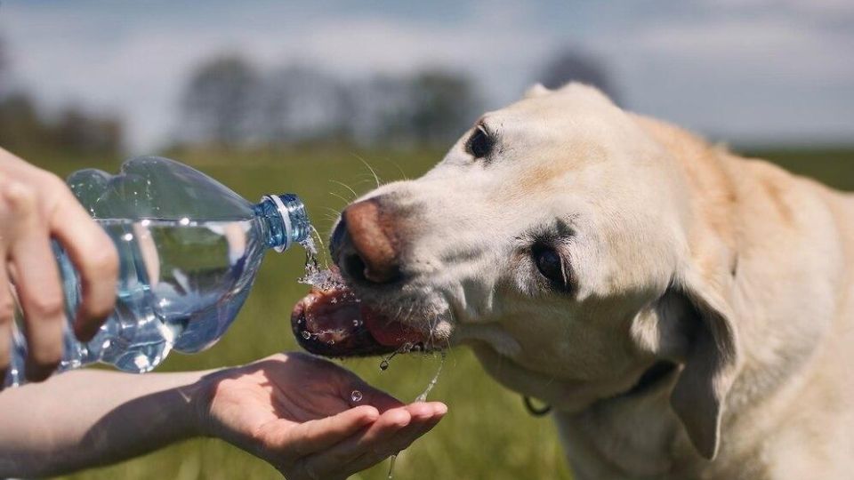 Healthy Hydration: Keeping Pets Well-Hydrated