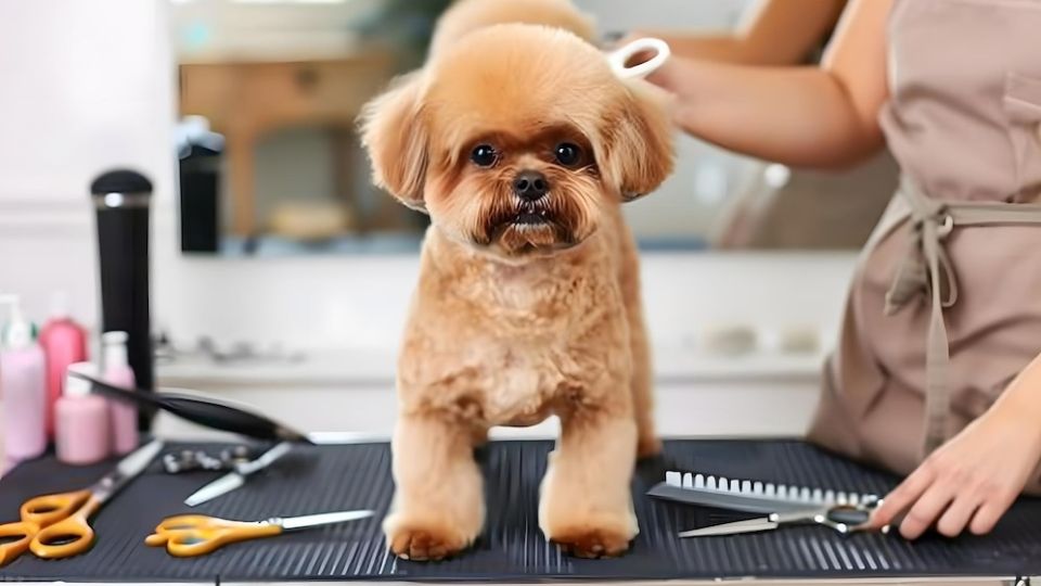 Grooming Guide: Tips for a Well-Groomed Pet