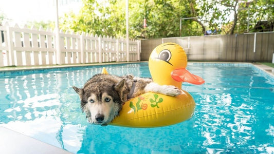 Poolside Fun: Must-Have Accessories for Pet Pools