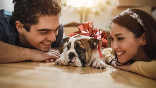 Why Your Pet Deserves the Best this Valentine’s Day