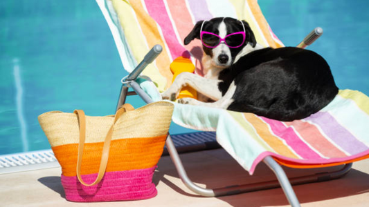 Dog walking with colorful summer-themed collar and matching leash on a sunny day.