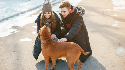 Winter Grooming for Pets: How to Keep Your Pet Comfortable
