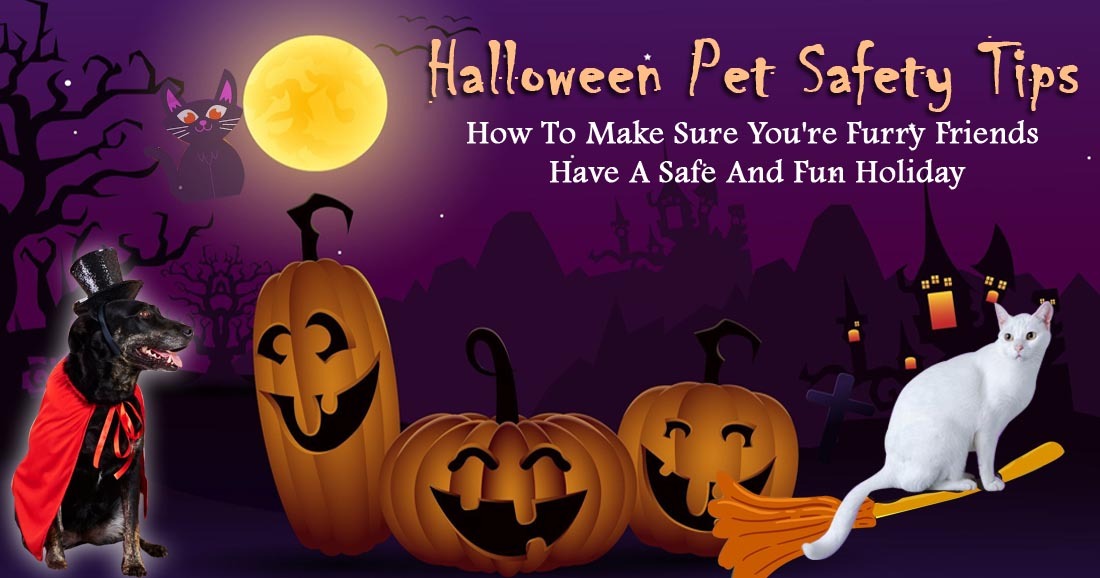 Halloween Pet Safety Tips: How to Make Sure You’re Furry Friends Have a Safe and Fun Holiday