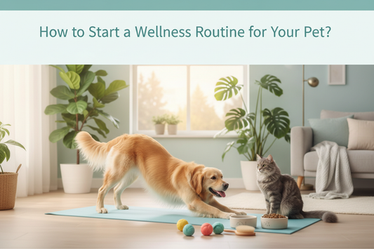 How to Start a Wellness Routine for Your Pet?