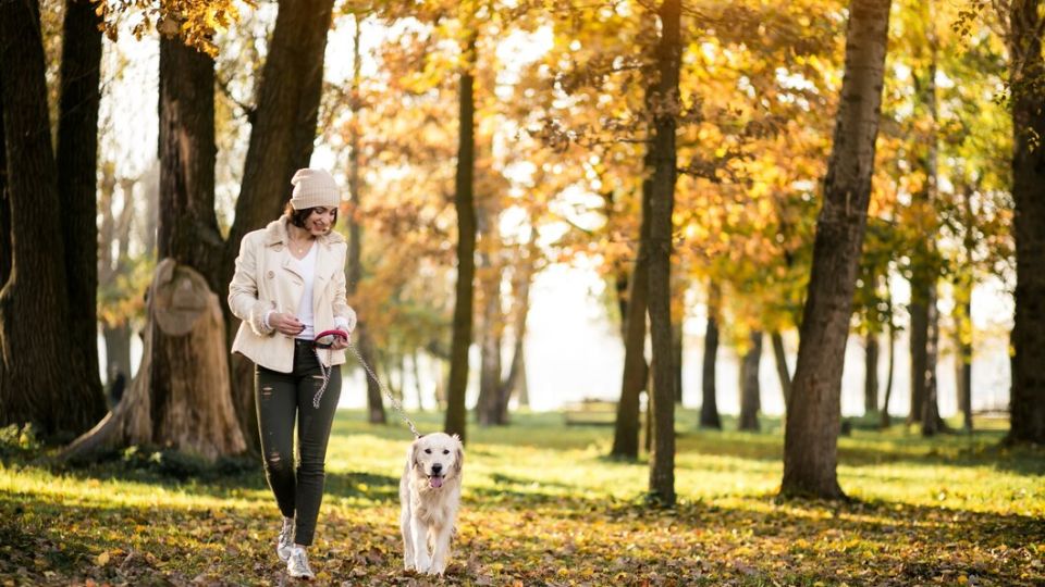 Autumn Adventures: Exploring the Great Outdoors with Your Pet