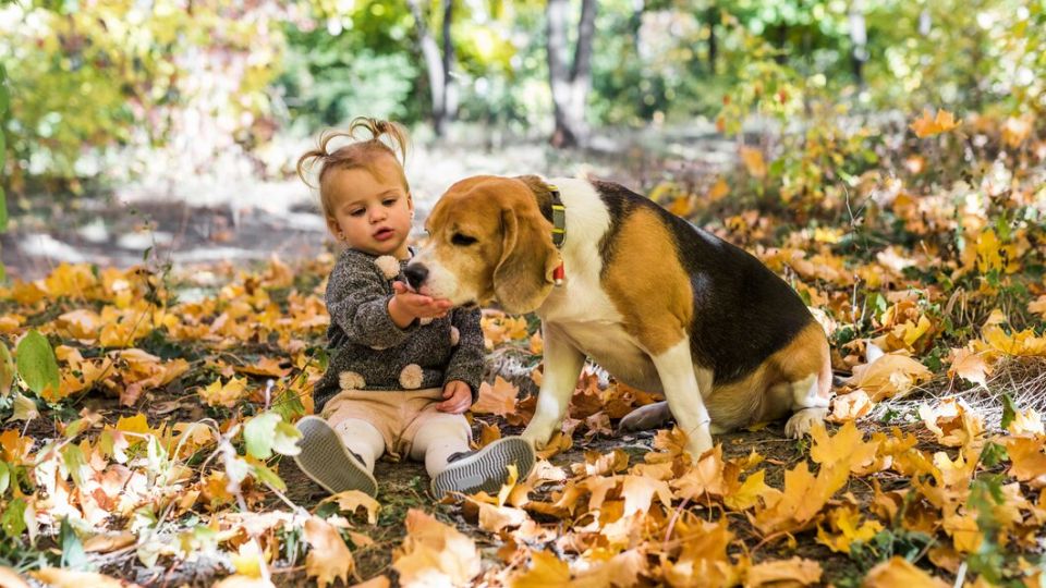 Autumn Adventures: Outdoor Fun with Your Pet