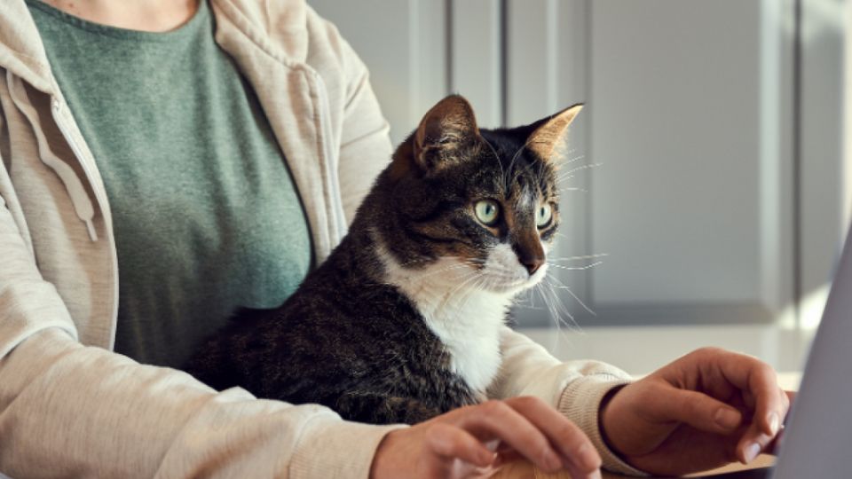 Cyber Monday Madness: Online Savings for Pet Owners