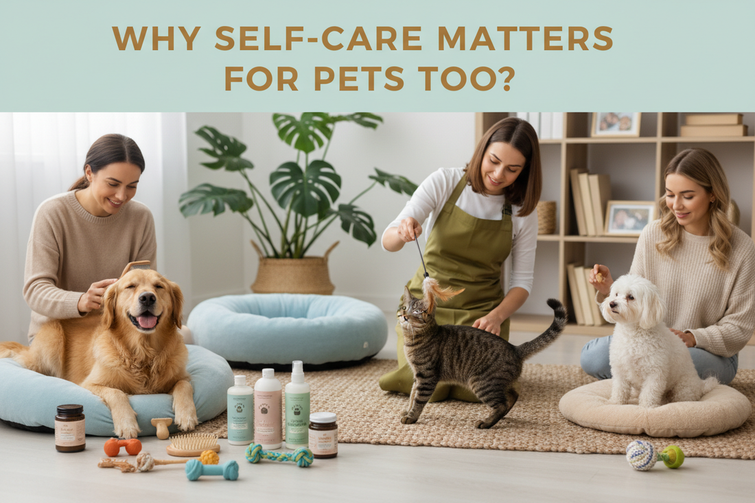 Why Self-Care Matters for Pets Too? | Peta2z