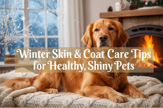 Winter Skin & Coat Care Tips