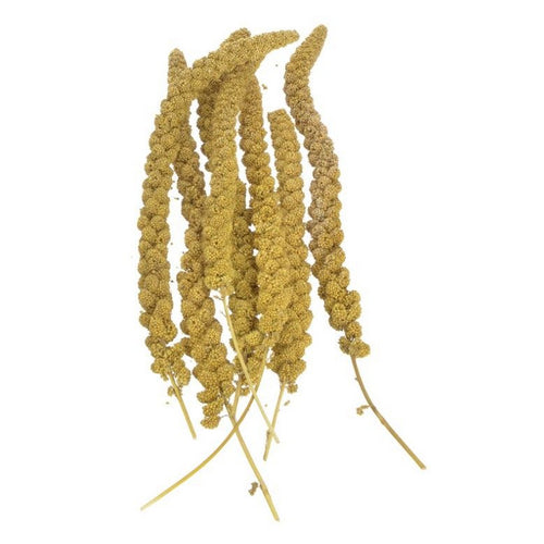 Sunseed, Sunseed Golden Millet Spray Natural Bird Treat, 5 lbs