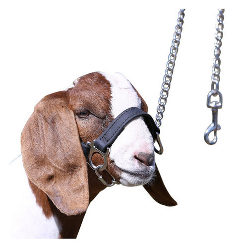 1st Class Sheep Show Halter Large Black 1 Count by Sullivan Supply, Inc.