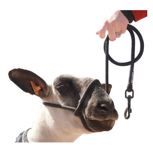 Sheep Halter with Snap Lead Black (Blackout) 1 Count by Sullivan Supply, Inc.