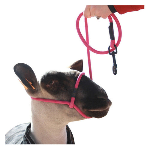 Sheep Halter with Snap Lead Fuchsia (Fierce Fuchsia) 1 Count by Sullivan Supply, Inc.
