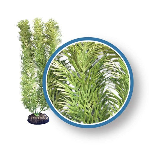 Weco, Weco Products Freshwater Pro Series Cabomba Aquarium Plant, Green, 1 Each/9 in