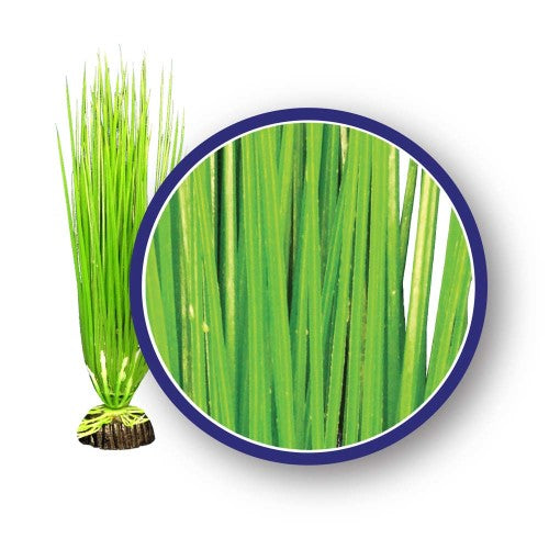 Weco Products Freshwater Series Asian Hairgrass Aquarium Plant Green, 1 Each/18 in by Weco