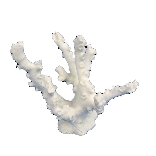 Weco, Weco Products South Pacific Coral Octopus Ornament, White, 1 Each/Small