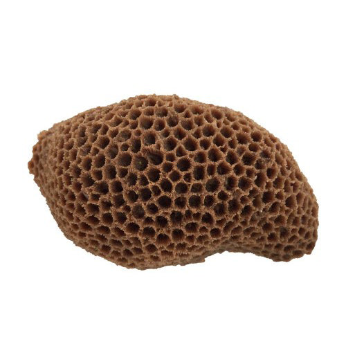 Weco, Weco Products South Pacific Coral Brain Ornament, Brown, 1 Each/Medium