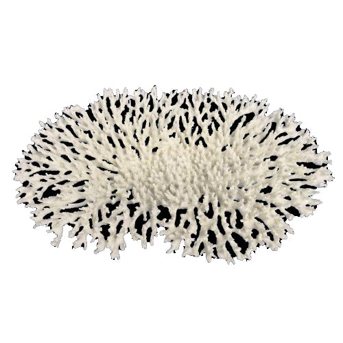 Weco, Weco Products South Pacific Coral Oval Tabletop Ornament, White, 1 Each/Large