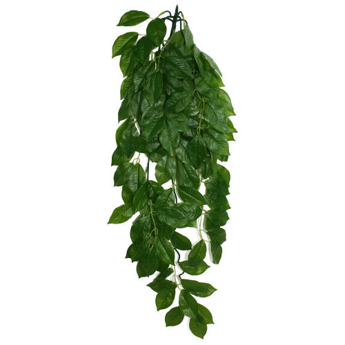 Komodo, Komodo Green Leaf Hanging Plant, 1 Each/LG, 26 in