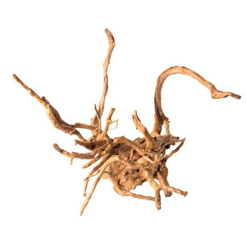 Galapagos, Galapagos Spider Wood root, Brown, 1 Each/12 In - 24 in