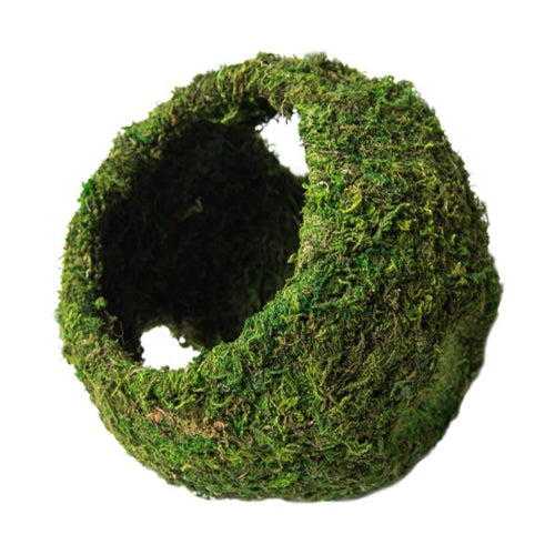 Galapagos Mossy Cave Terrarium Hideaway Fresh Green, 1 Each/8 in by Galapagos