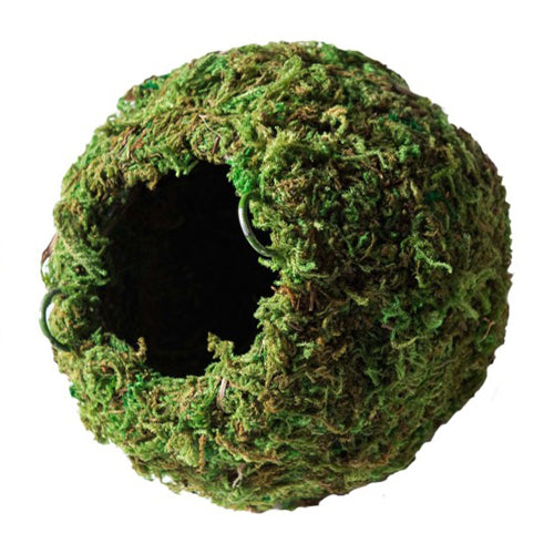 Galapagos Mossy Cave Terrarium Hideaway Fresh Green, 1 Each/4 in by Galapagos