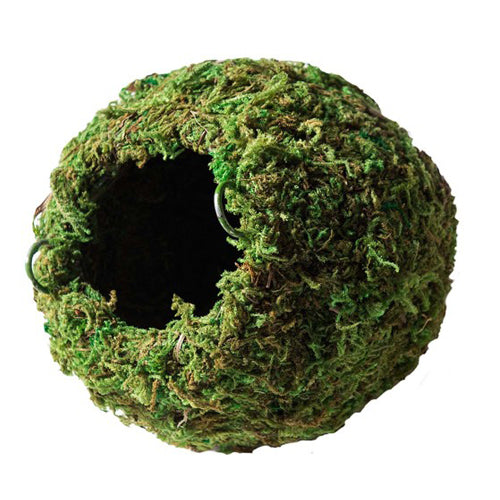 Galapagos Mossy Cave Terrarium Hideaway Fresh Green, 1 Each/6 in by Galapagos