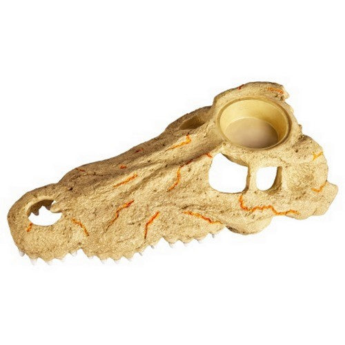 Rapid Sense Decor Large Crocodile Skull 1 Count / Large by Zilla