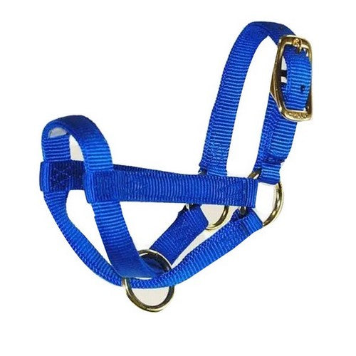 Halter Livest Goat 3/4" Billy Blue 1 Each by Hamilton