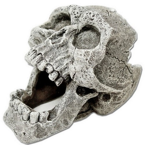 Blue Ribbon Pet Products, Exotic Environments Cracked Human Skull Aquarium Ornament, 1 Each / 1.75 Inches / Mini / Grey