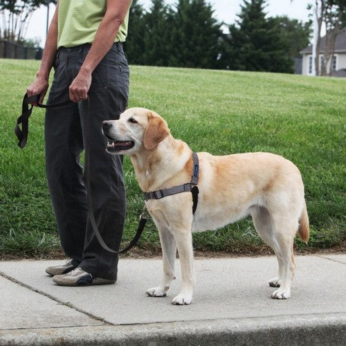 PetSafe, PetSafe Deluxe Easy Walk Steel Dog Harness, Black/Steel,  Medium/Large