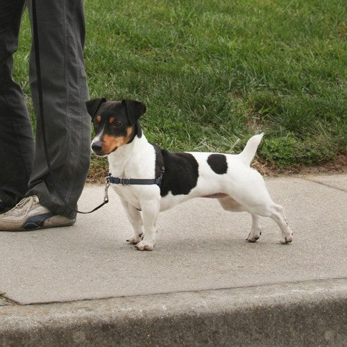 PetSafe, PetSafe Deluxe Easy Walk Steel Dog Harness, Black/Steel,  1 Each / Small