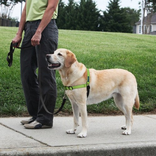 PetSafe, PetSafe Deluxe Easy Walk Steel Dog Harness, Black/Apple,  Medium/Large